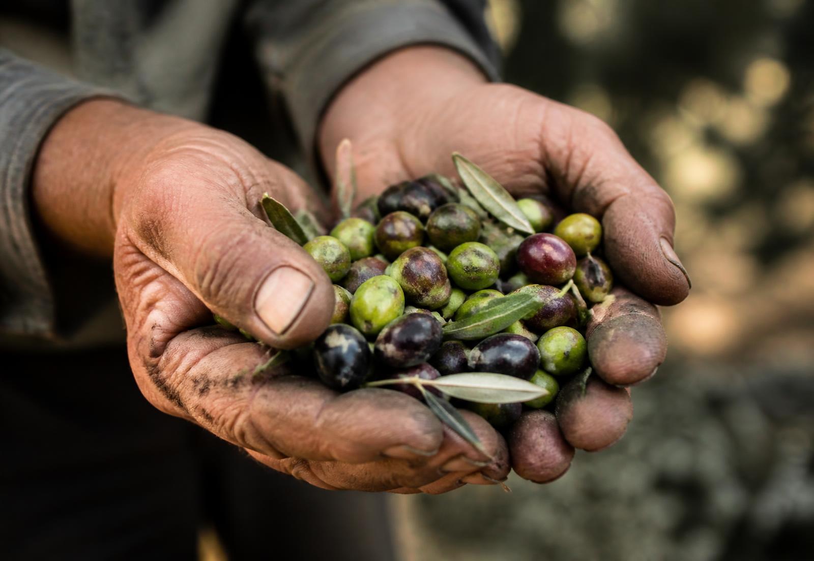 Manos de agricultor con aceitunas recién recogidas